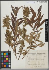 Foto von Salix triandra L. x Salix viminalis L.